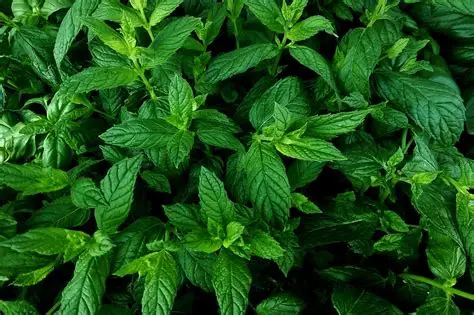Menthe Verte